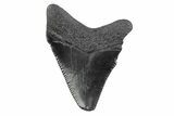 Serrated, Juvenile Megalodon Tooth - South Carolina #362233-1